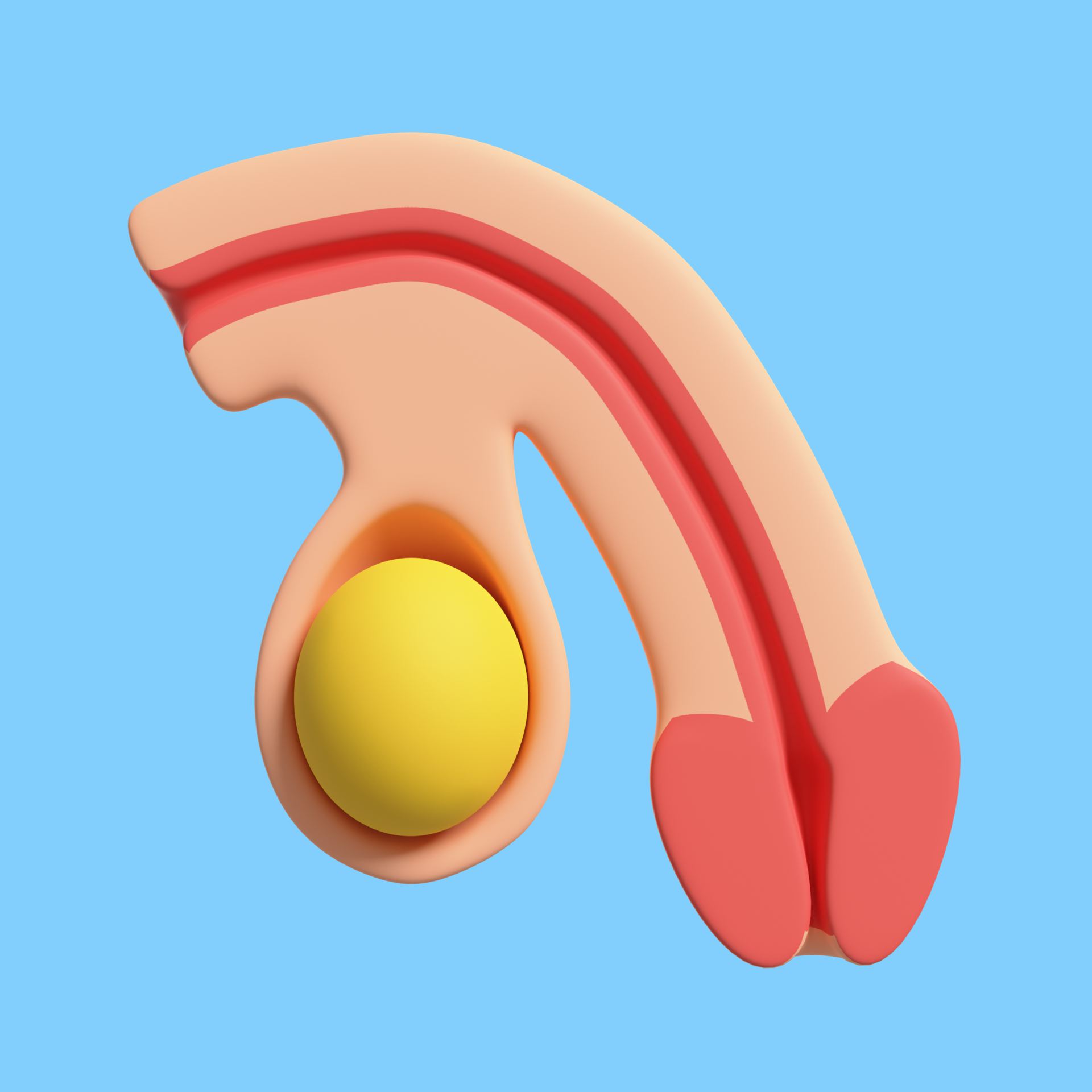 Penis tekening van de plasbuis met testikel